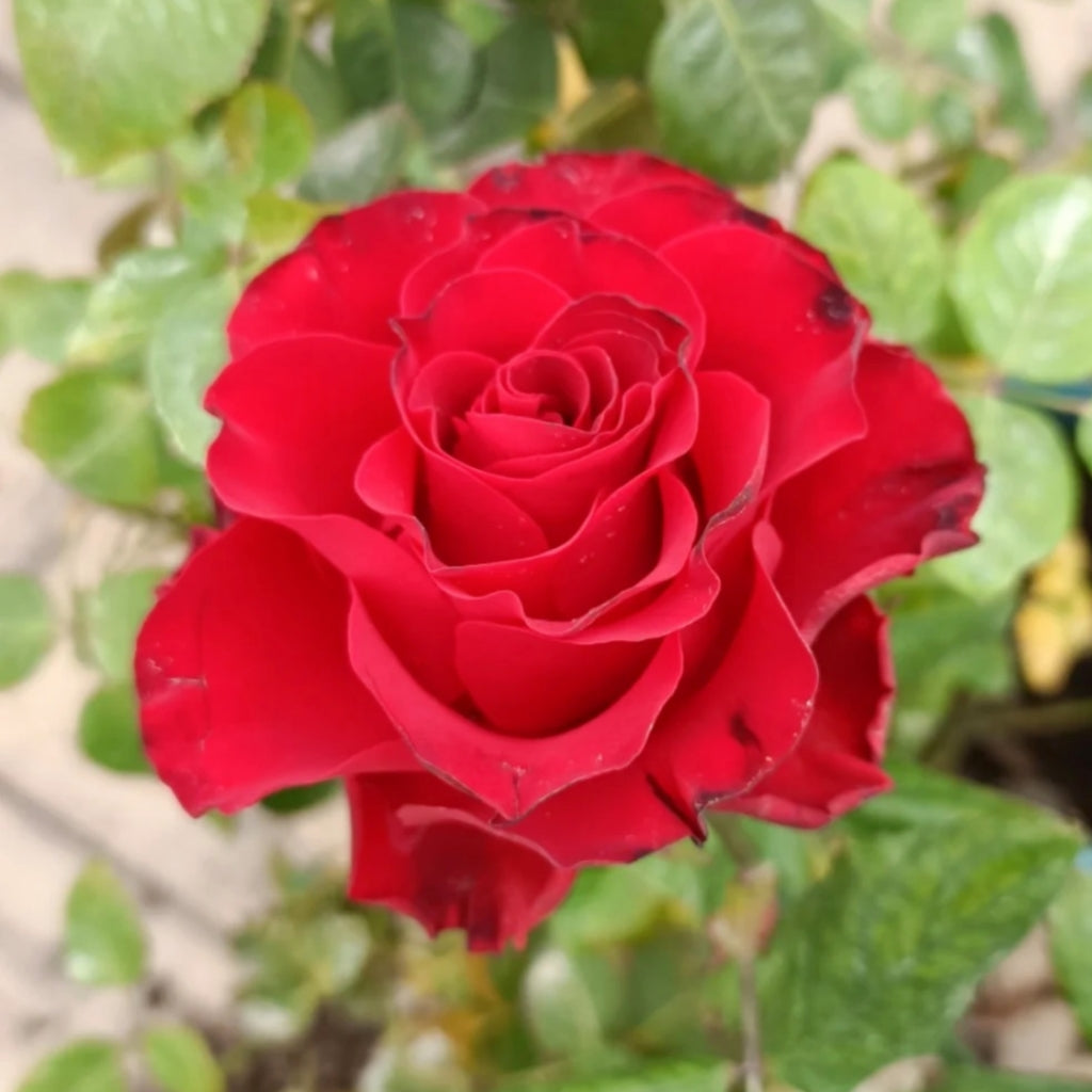 Rhodos Rose
