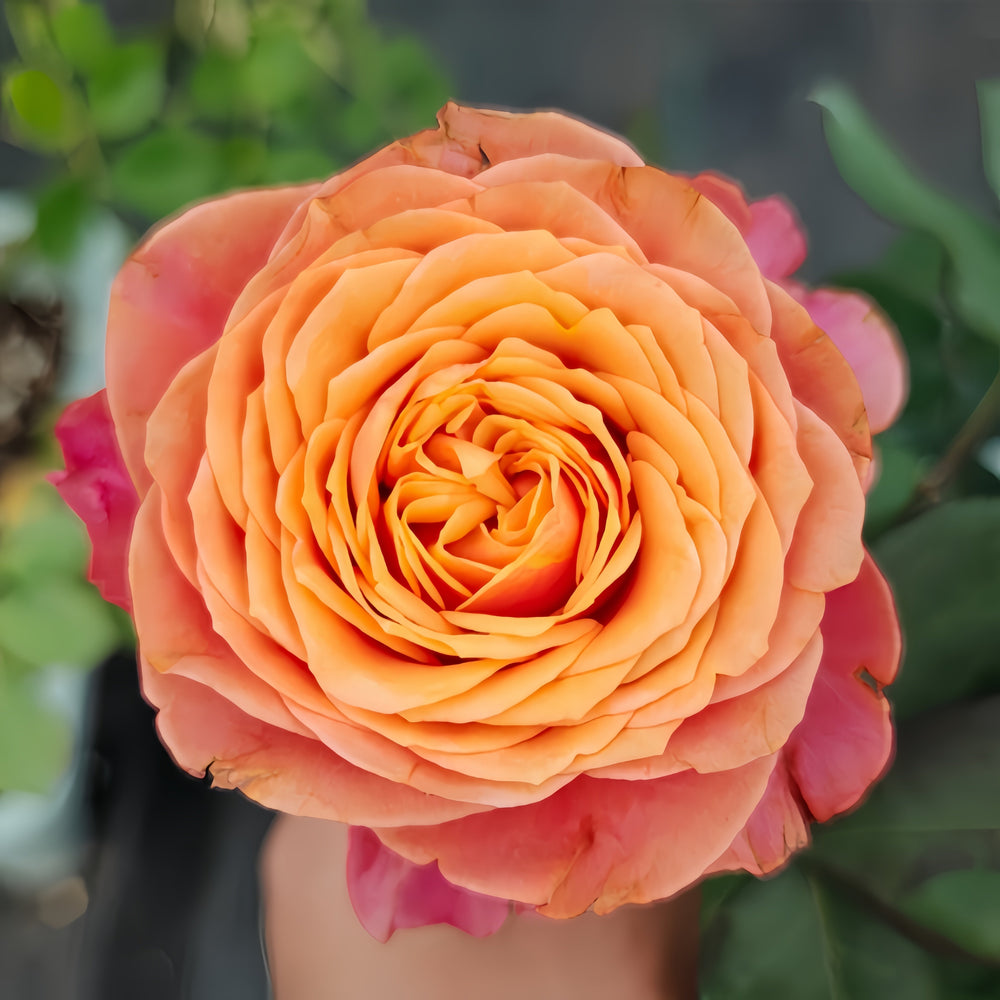 Richmond Park Rose