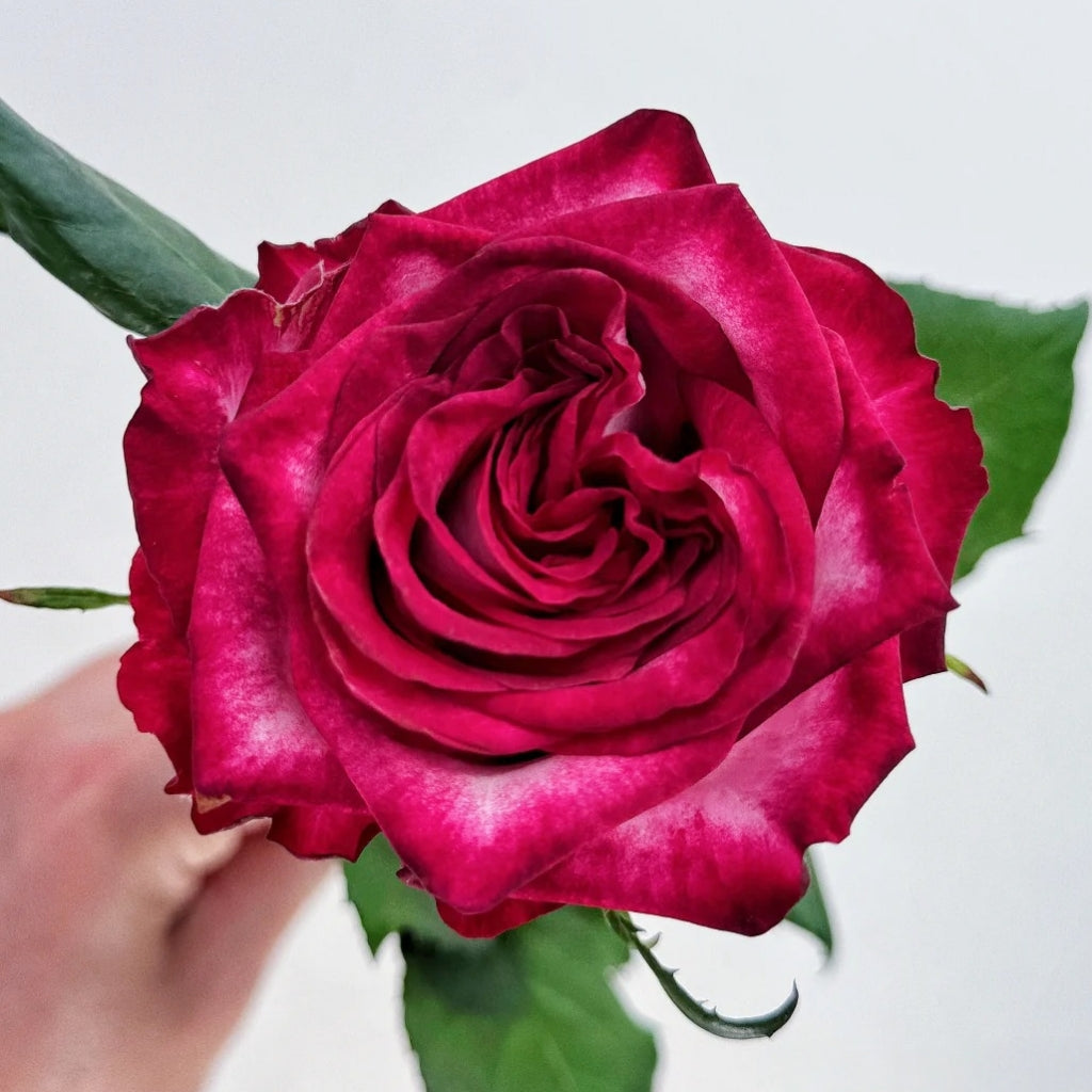 Ripasso Rose