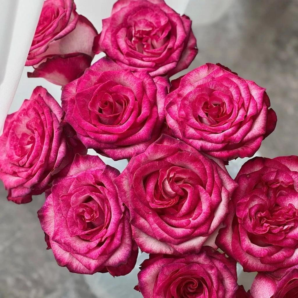 Ripasso Rose