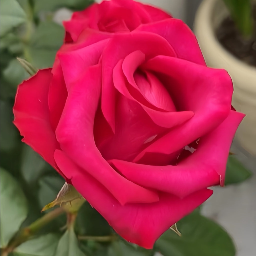 Roseberry Rose