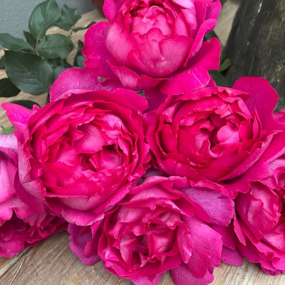 Rouge de Parfum Rose