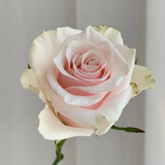 Roxanne+ Rose