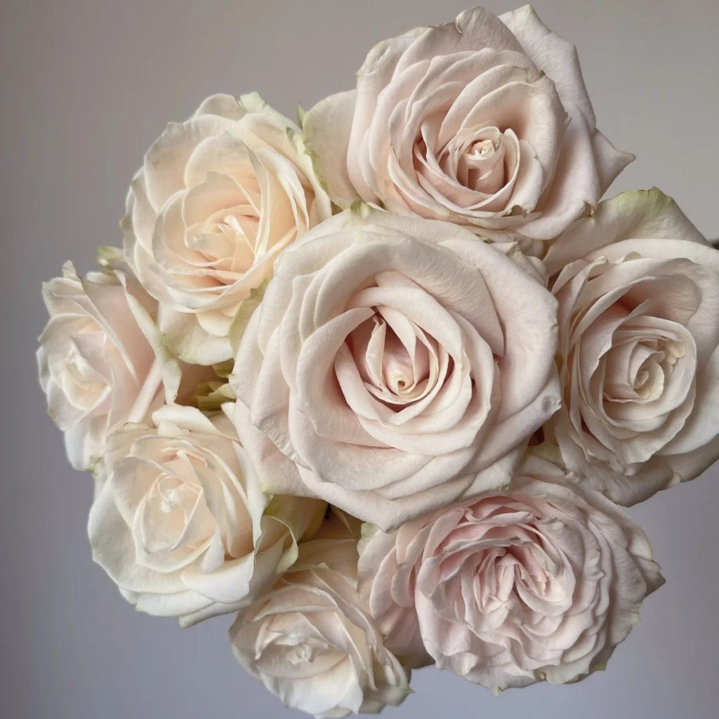 Roxanne+ Rose