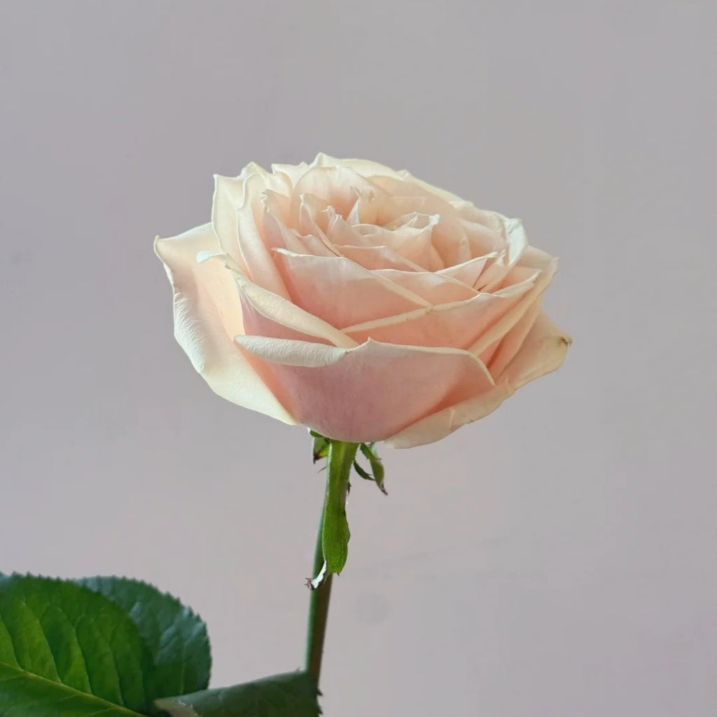 Roxanne+ Rose