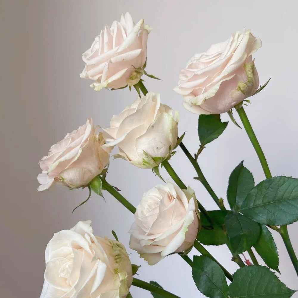 Roxanne+ Rose
