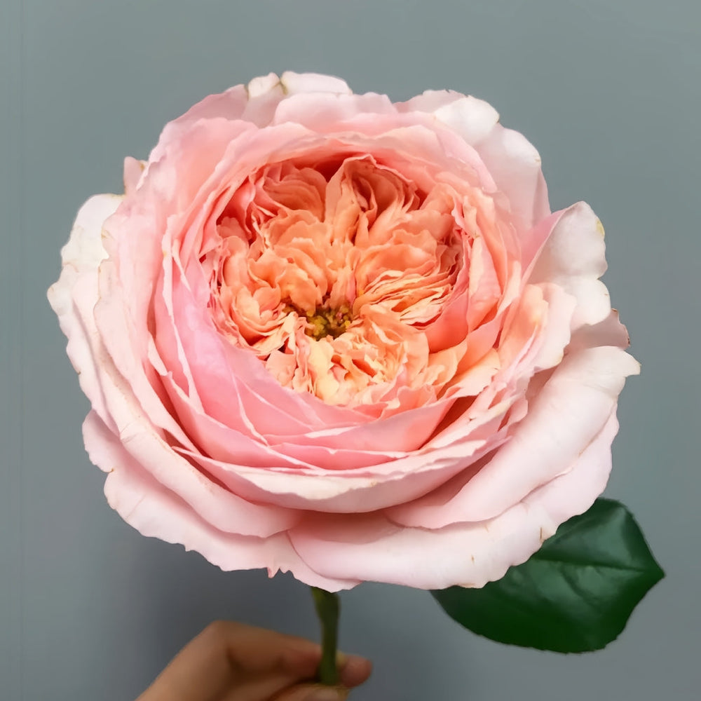 Salmanasar Rose