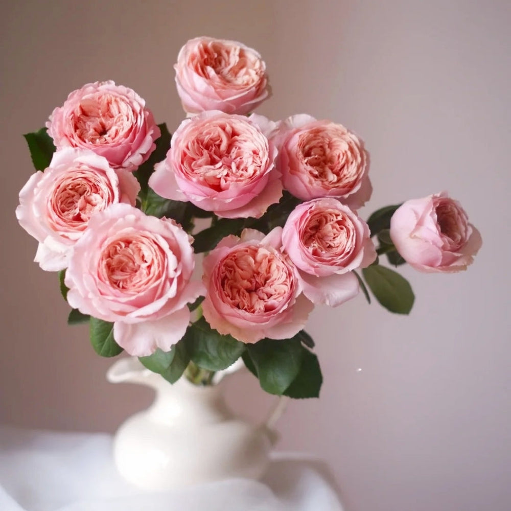 Salmanasar Rose