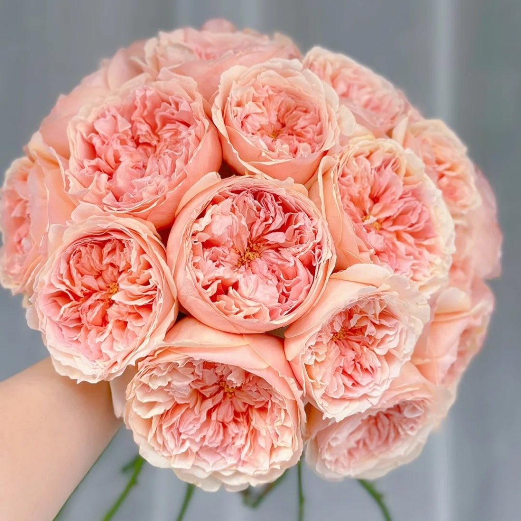 Salmanasar Rose