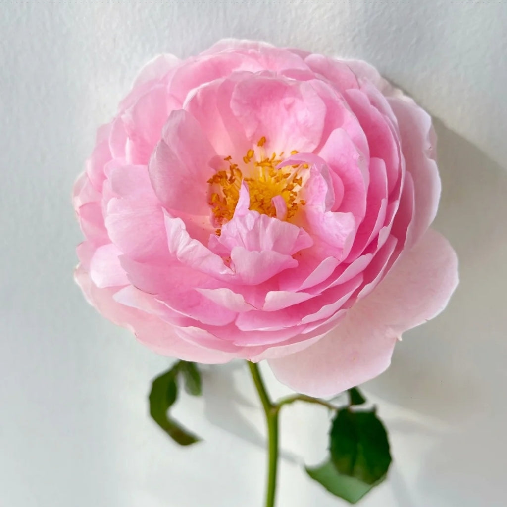 Scepter'd lsle Rose