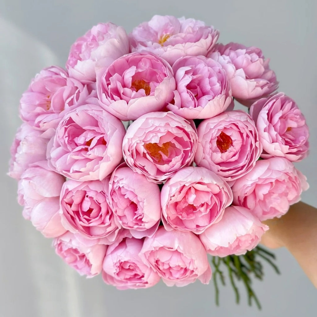 Scepter'd lsle Rose