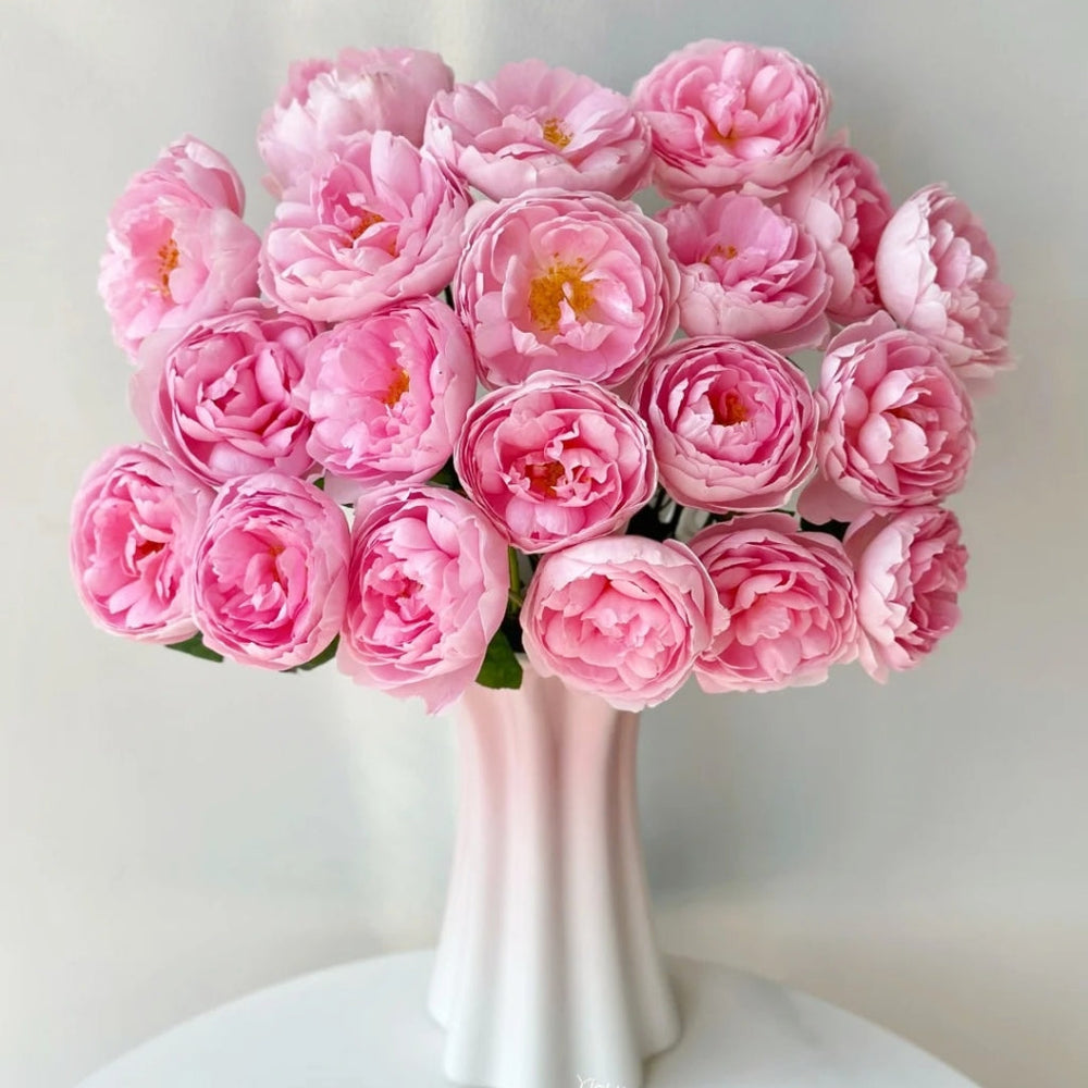 Scepter'd lsle Rose