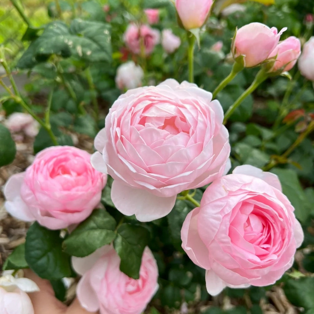 Scepter'd lsle Rose