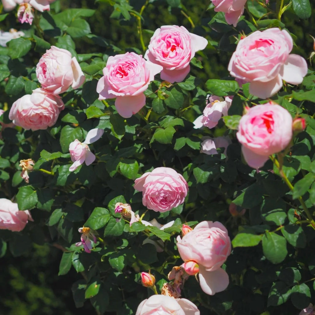 Scepter'd lsle Rose