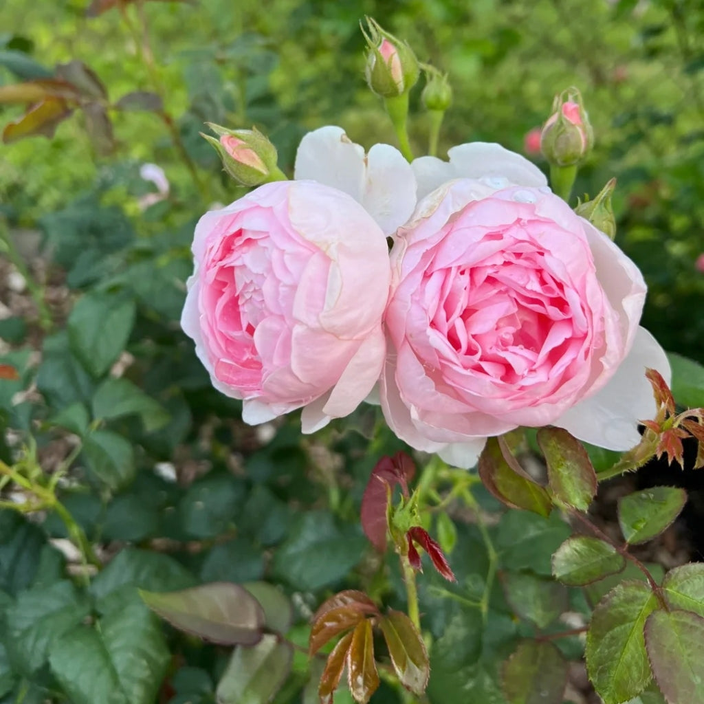 Scepter'd lsle Rose