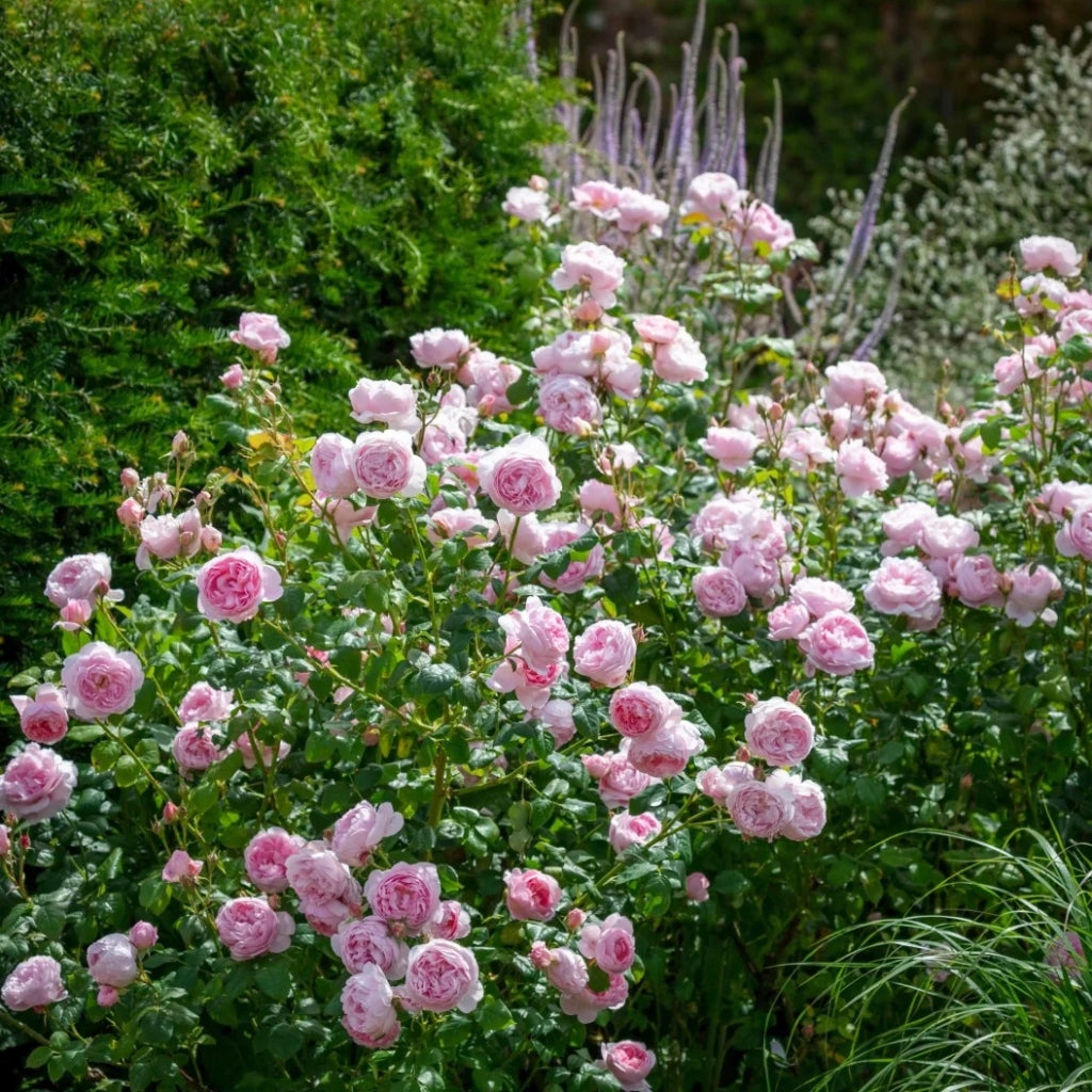 Scepter'd lsle Rose