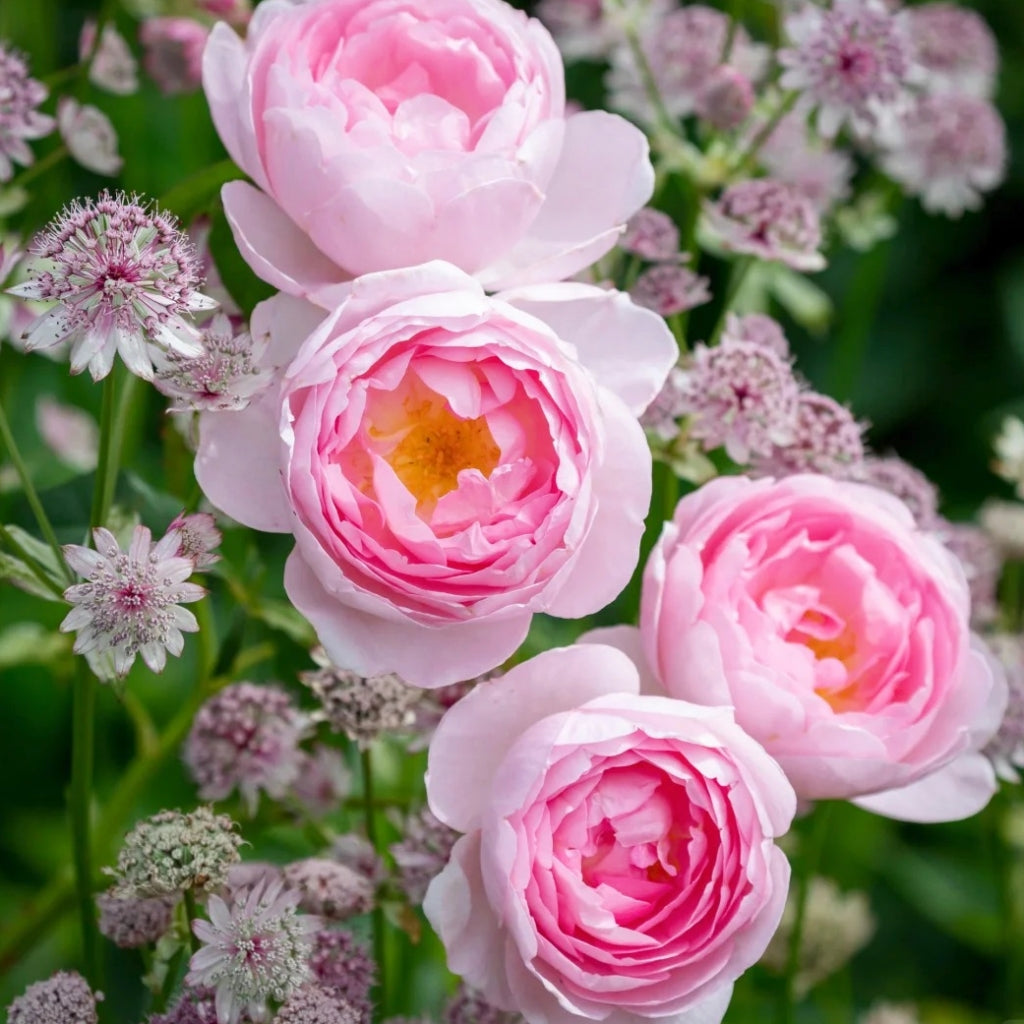 Scepter'd lsle Rose