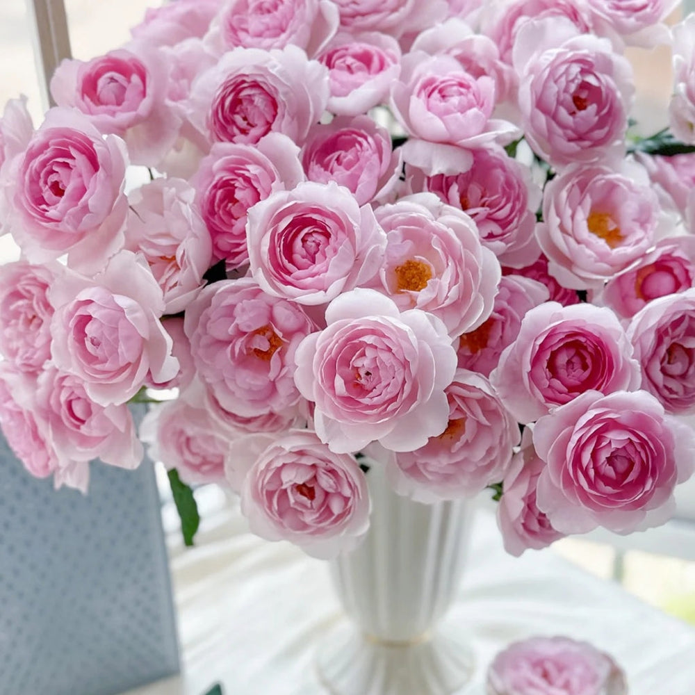 Scepter'd lsle Rose