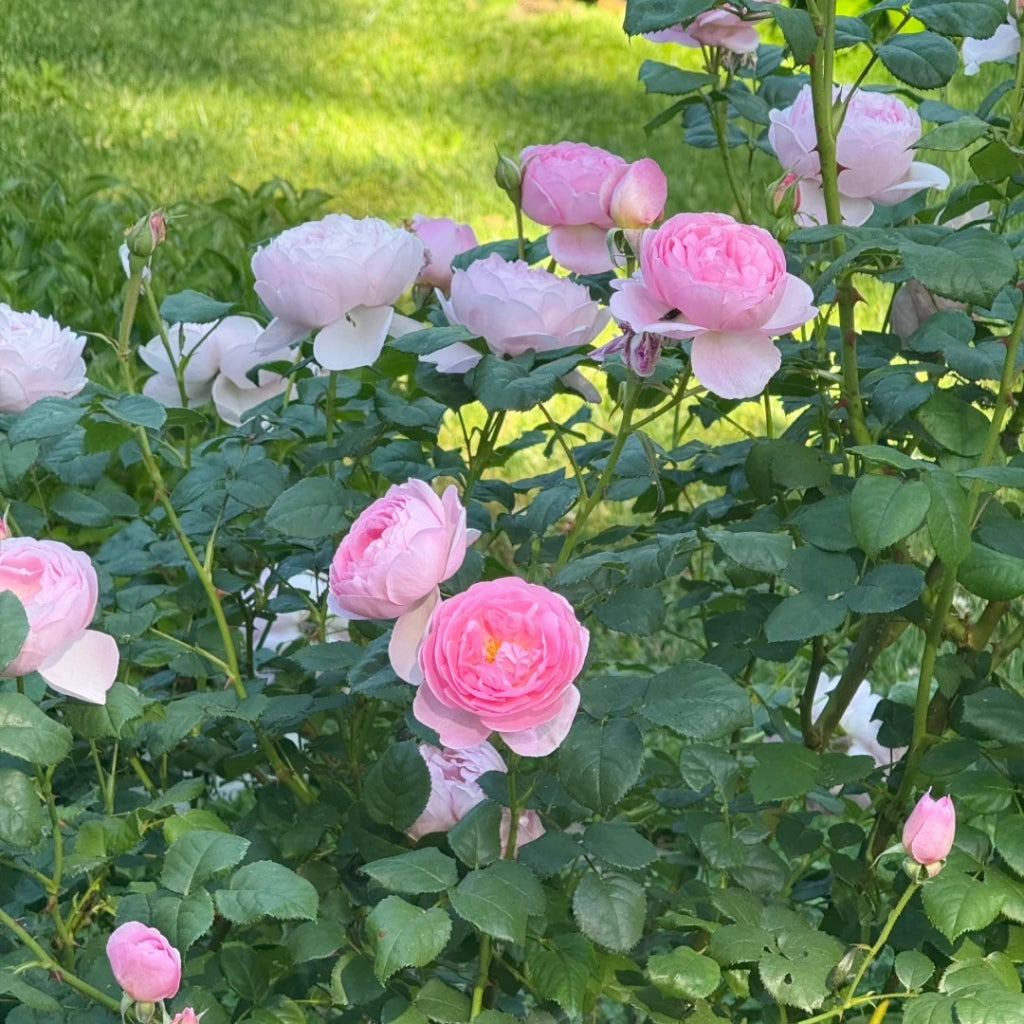 Scepter'd lsle Rose