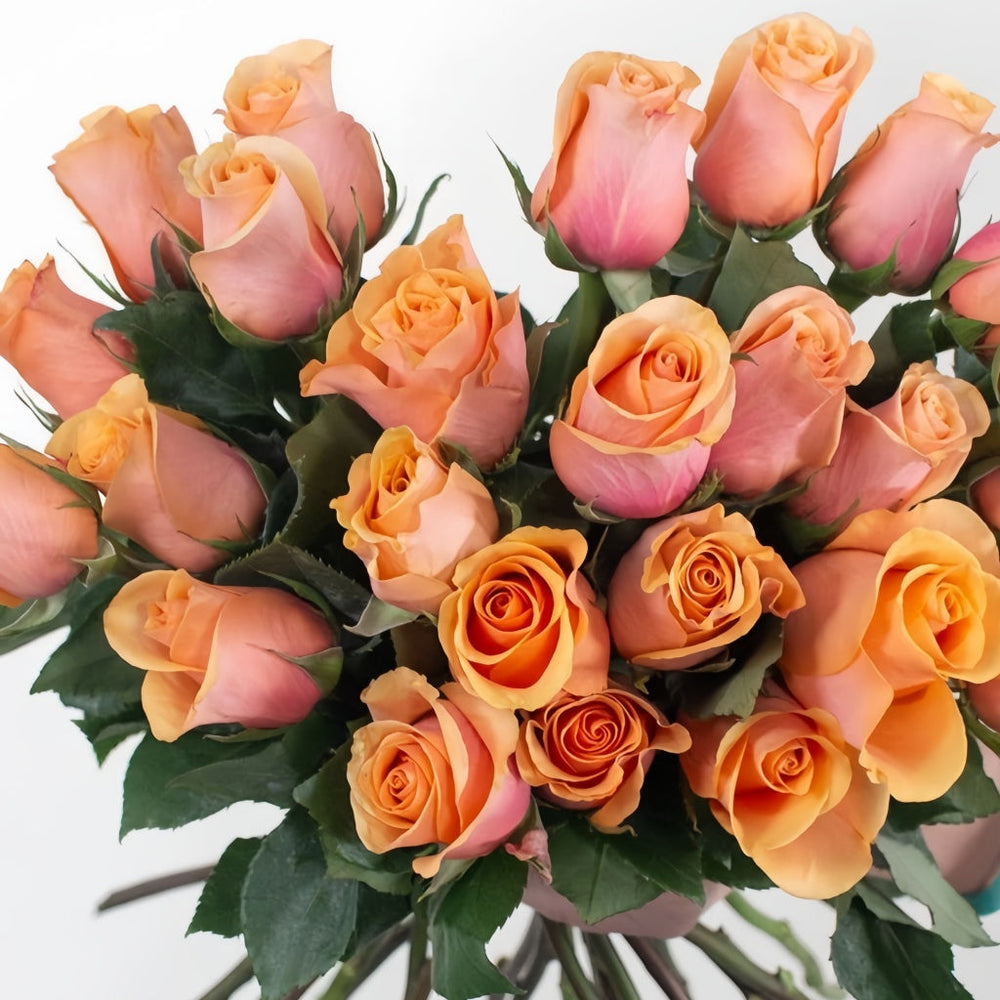 Serenade Rose