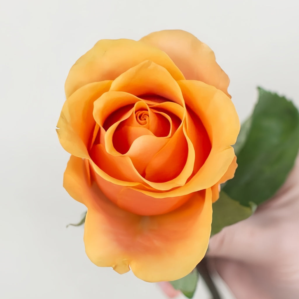 Serenade Rose