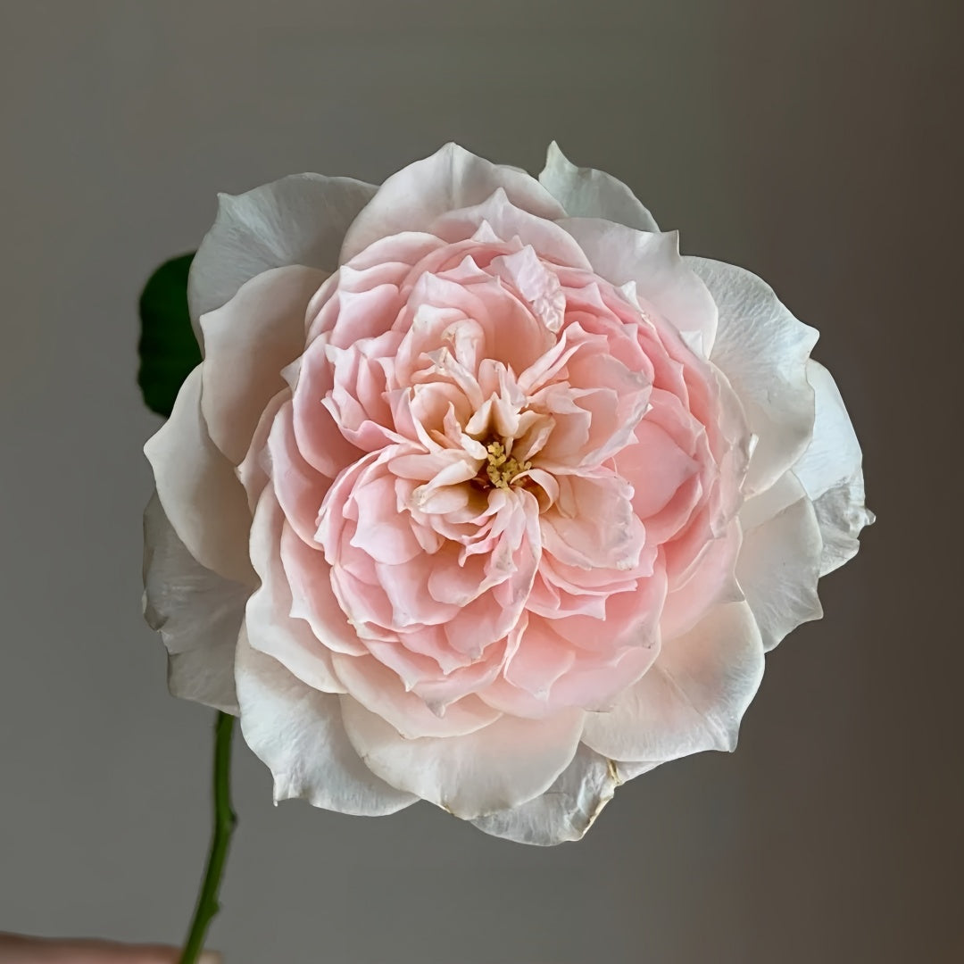 Shalimar Rose