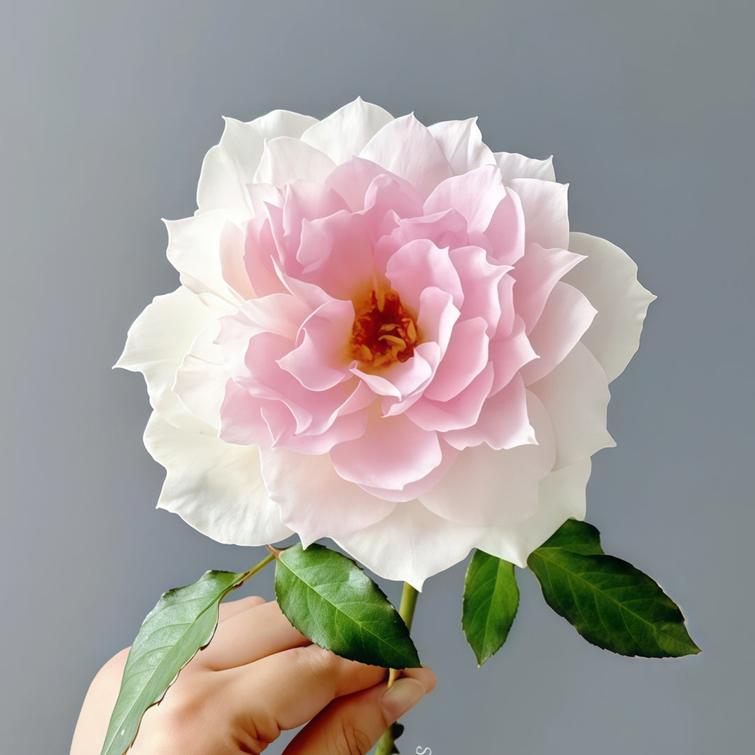 Shalimar Rose