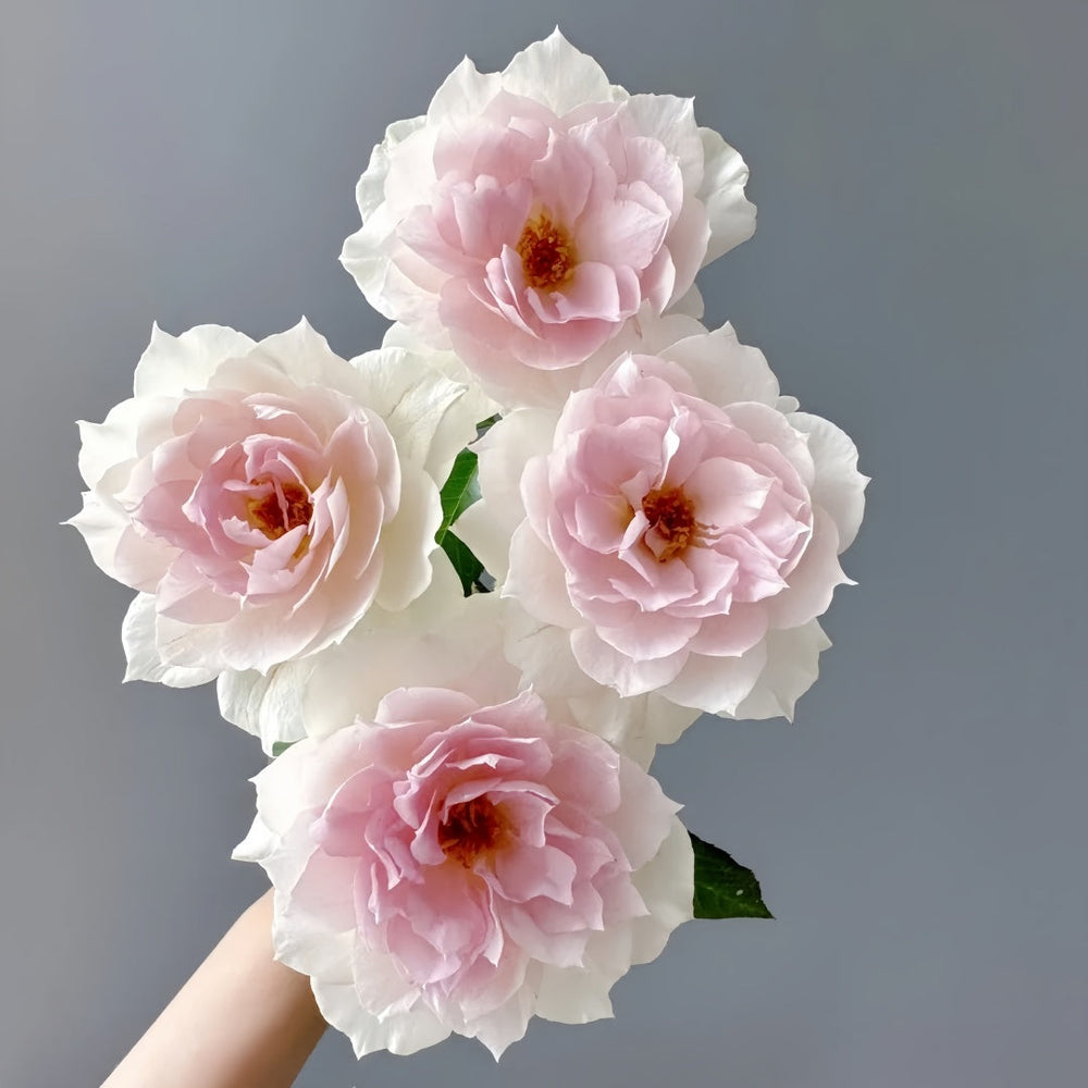 Shalimar Rose
