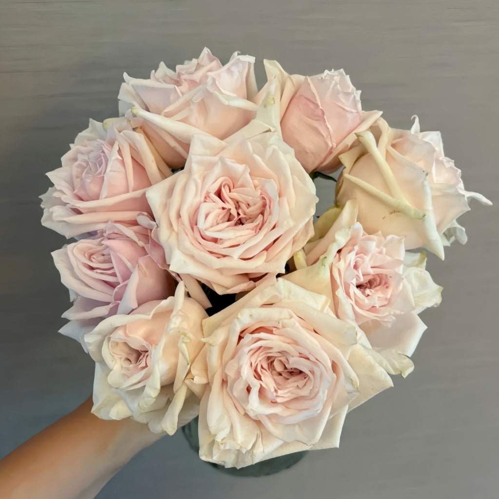 Shambhala Rose