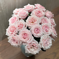 Shambhala Rose