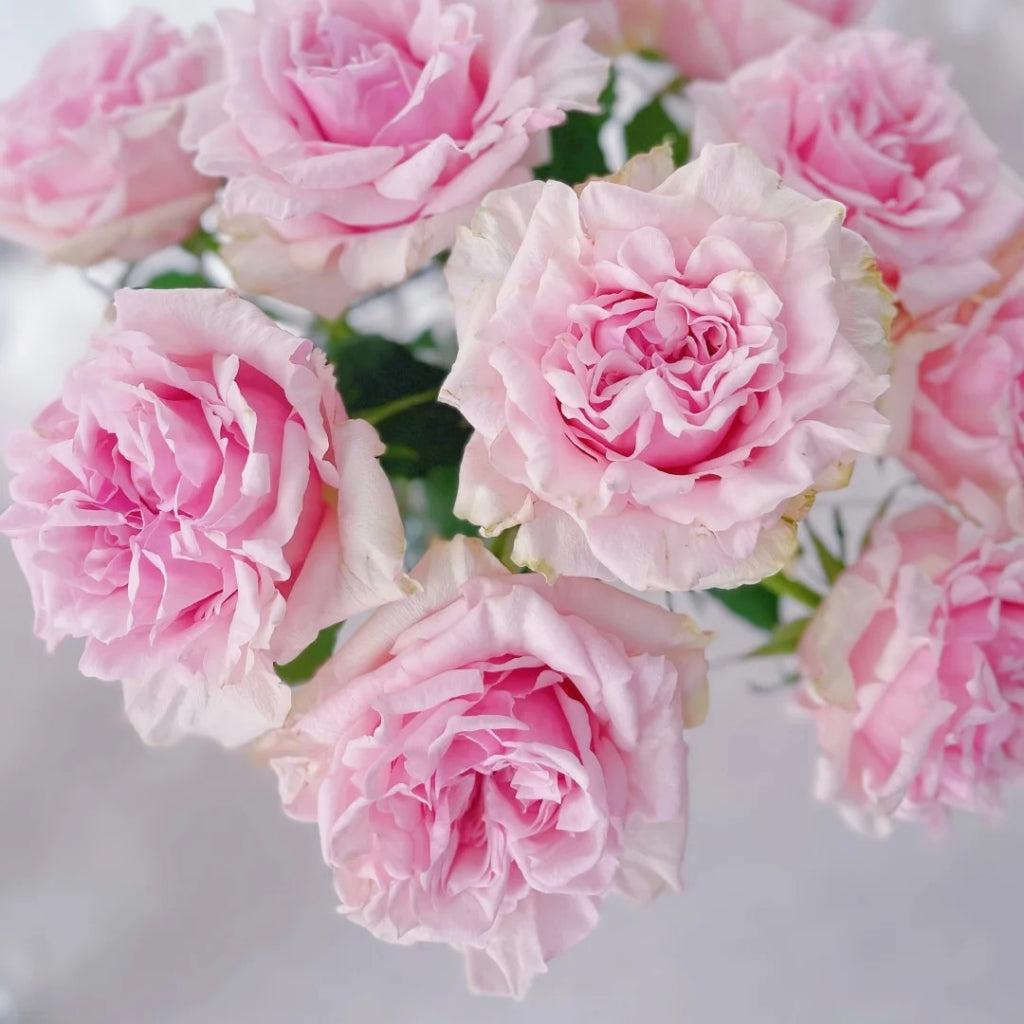Shambhala Rose