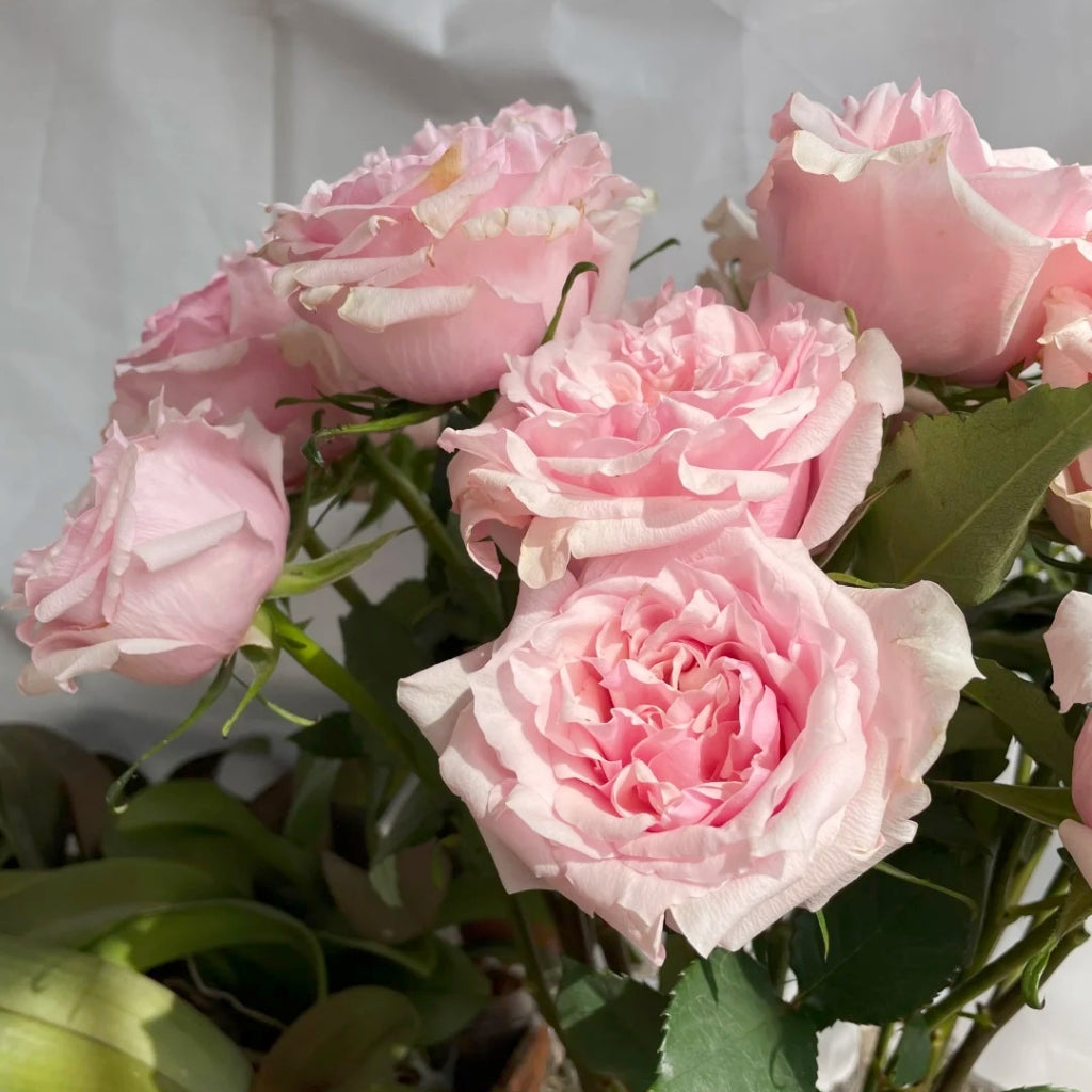 Shambhala Rose