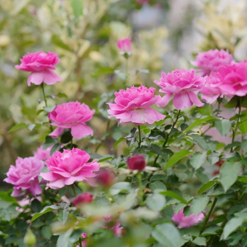 Sheherazade Rose