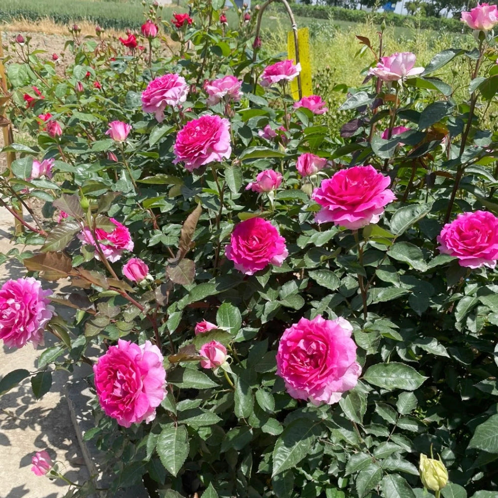 Sheherazade Rose