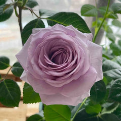 Shinoburedo Rose01