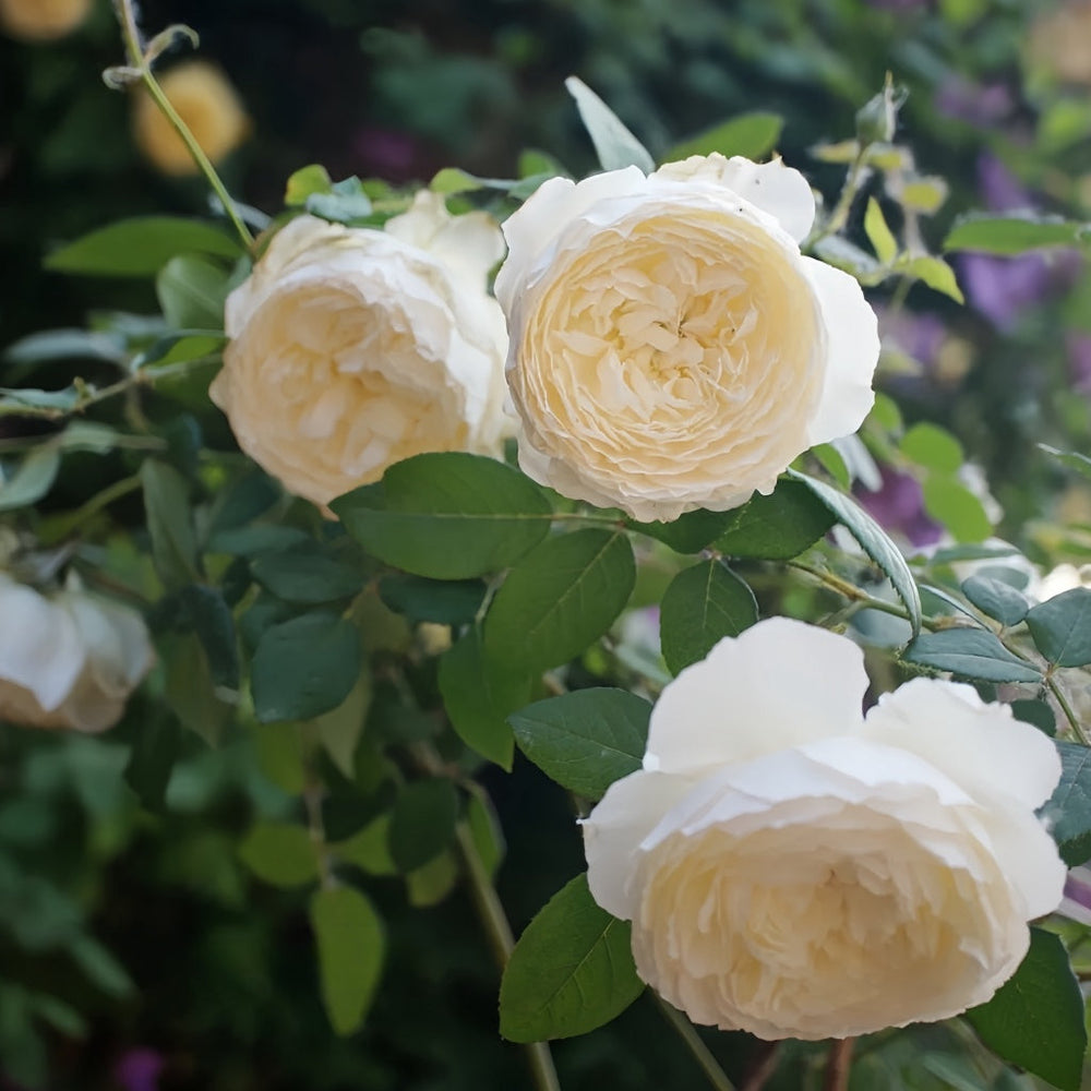Shirabe Rose