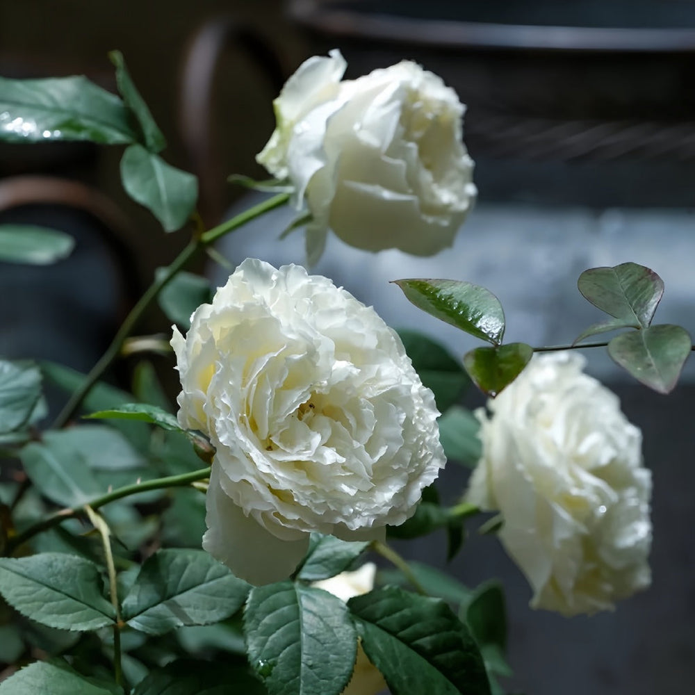 Shirabe Rose
