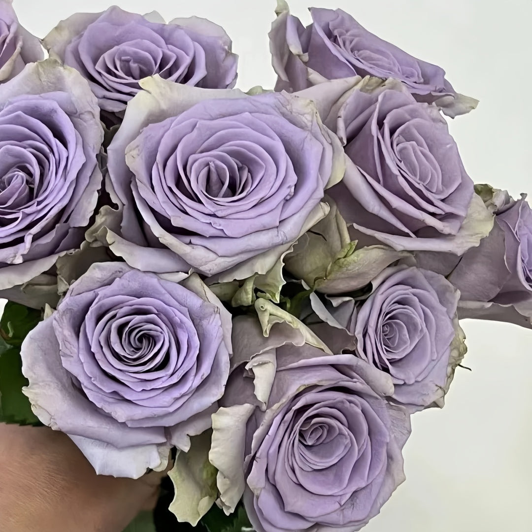Shocking Blue Rose