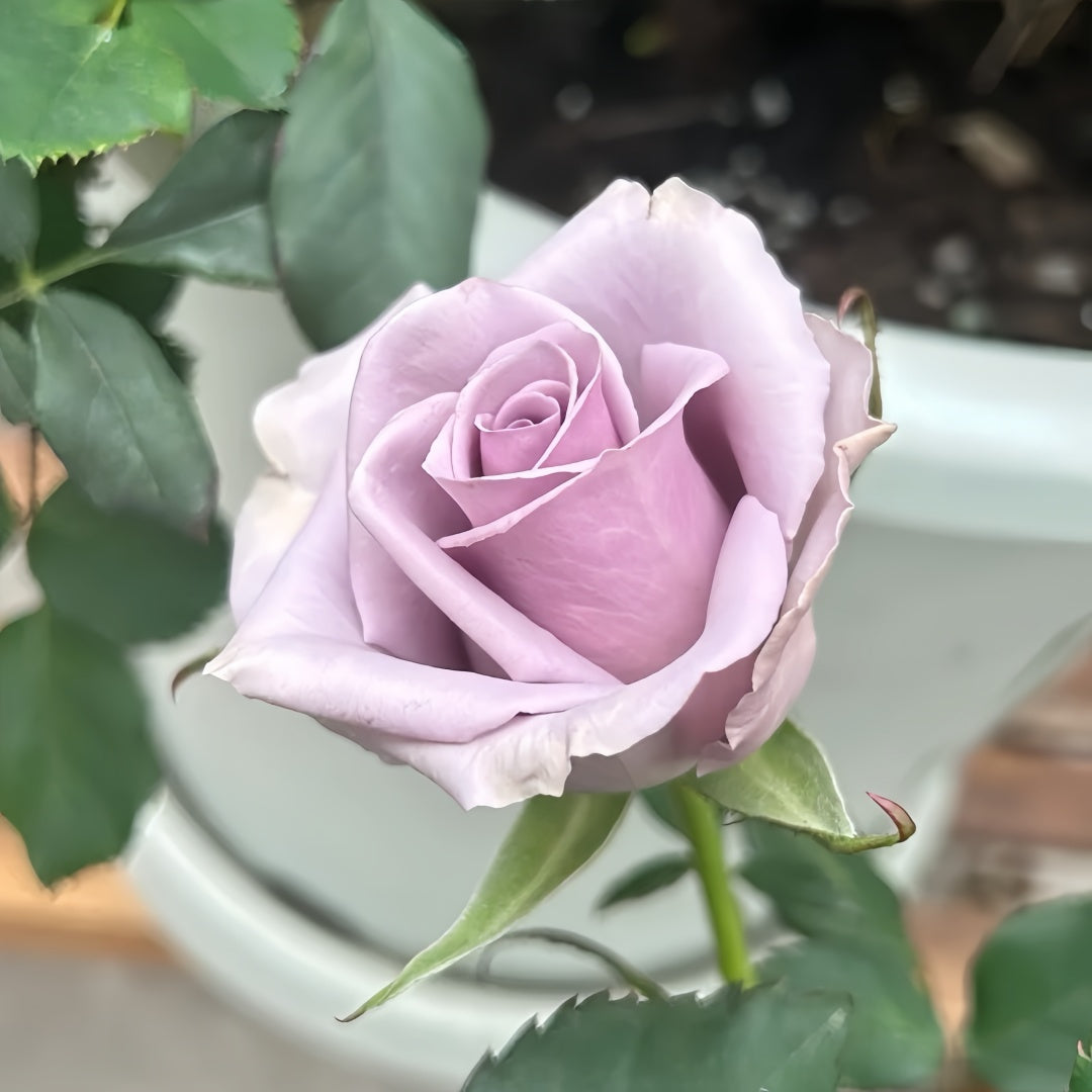 Shocking Blue Rose