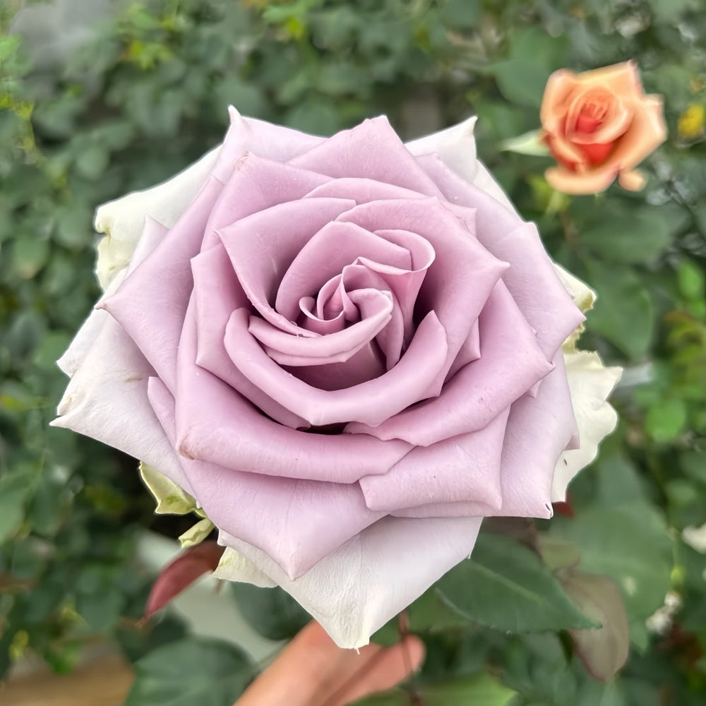 Shocking Blue Rose