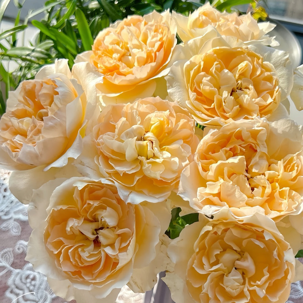 Shreuk Rose