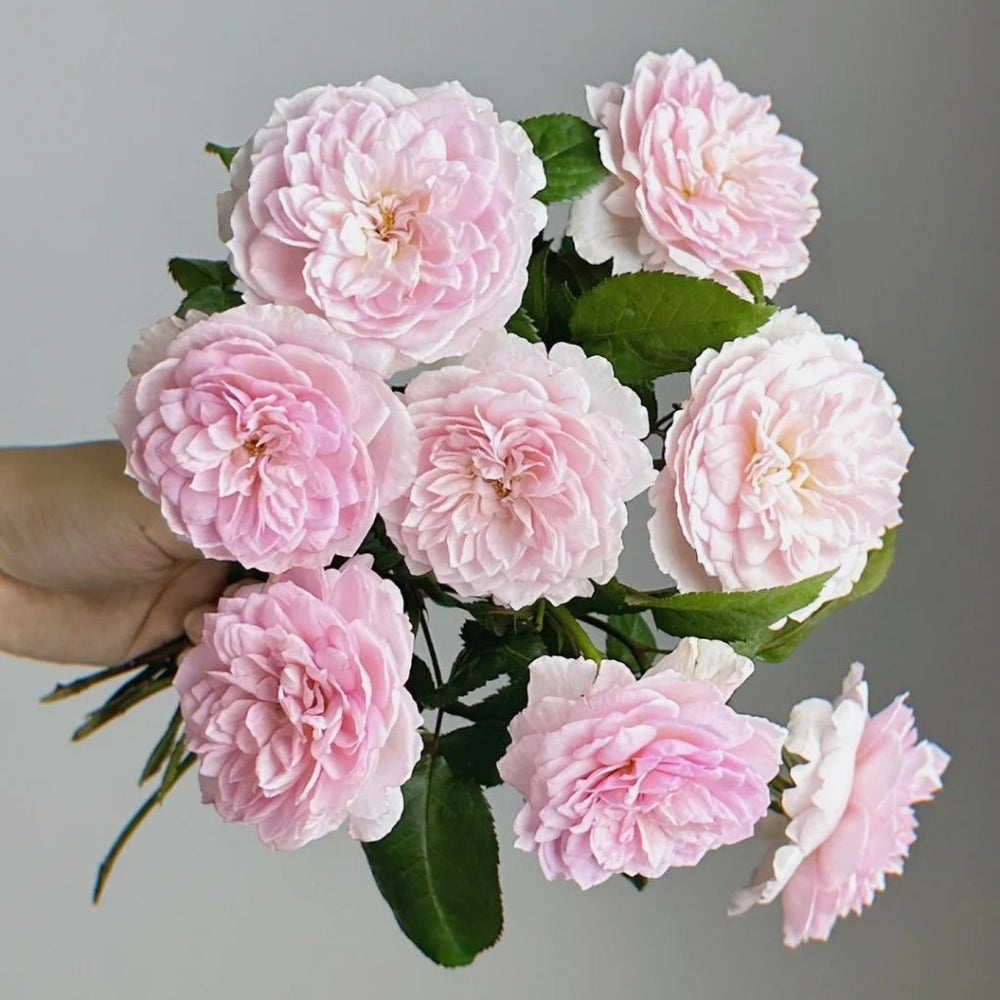 Silas Marner Rose