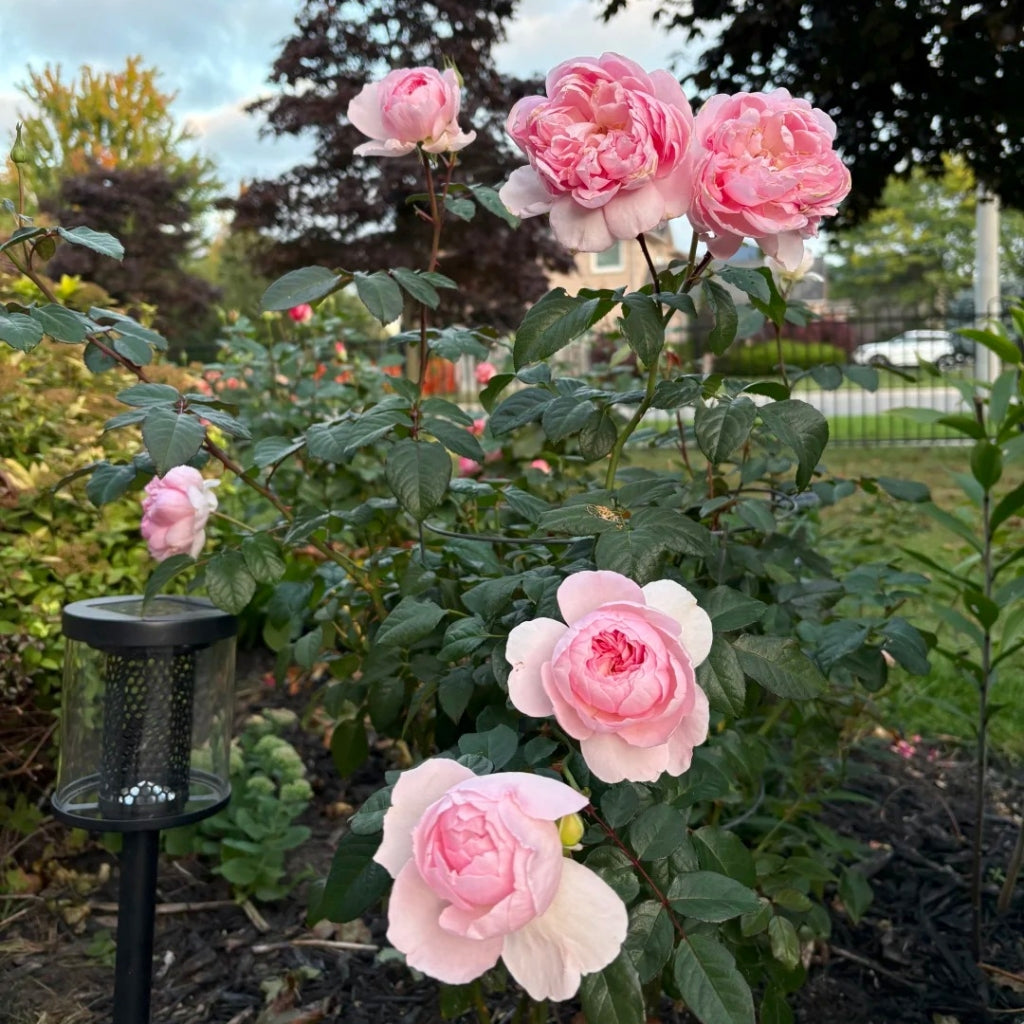 Silas Marner Rose