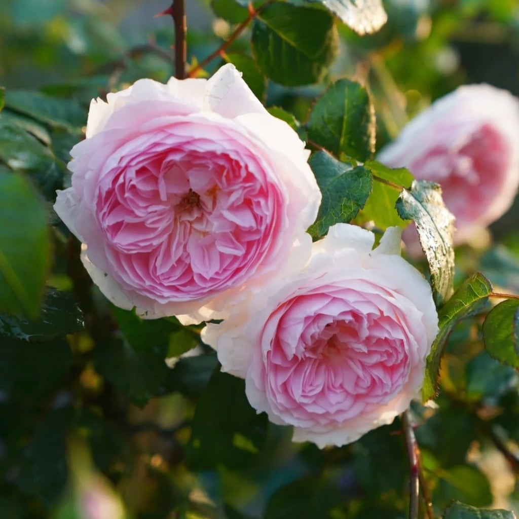 Silas Marner Rose