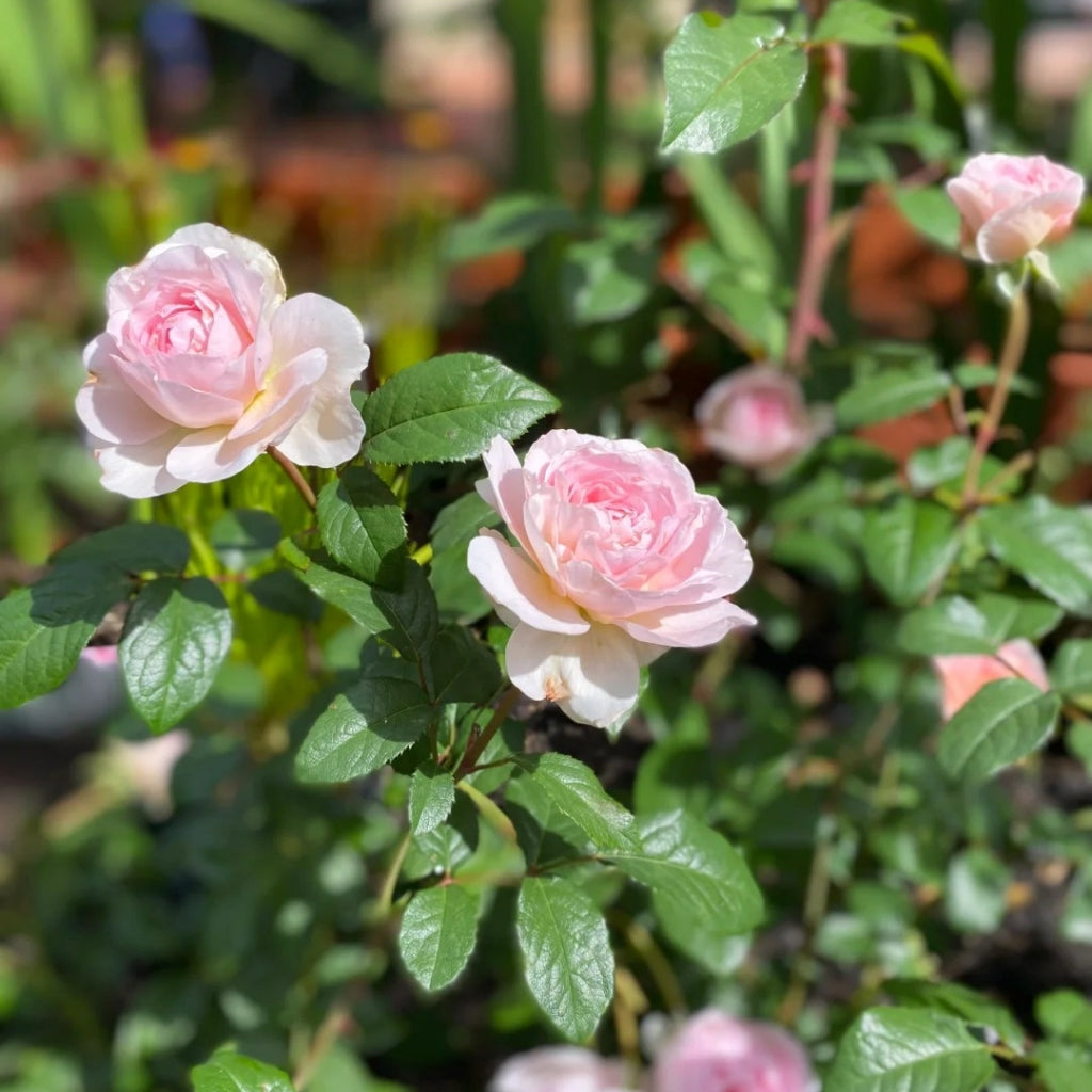 Silas Marner Rose