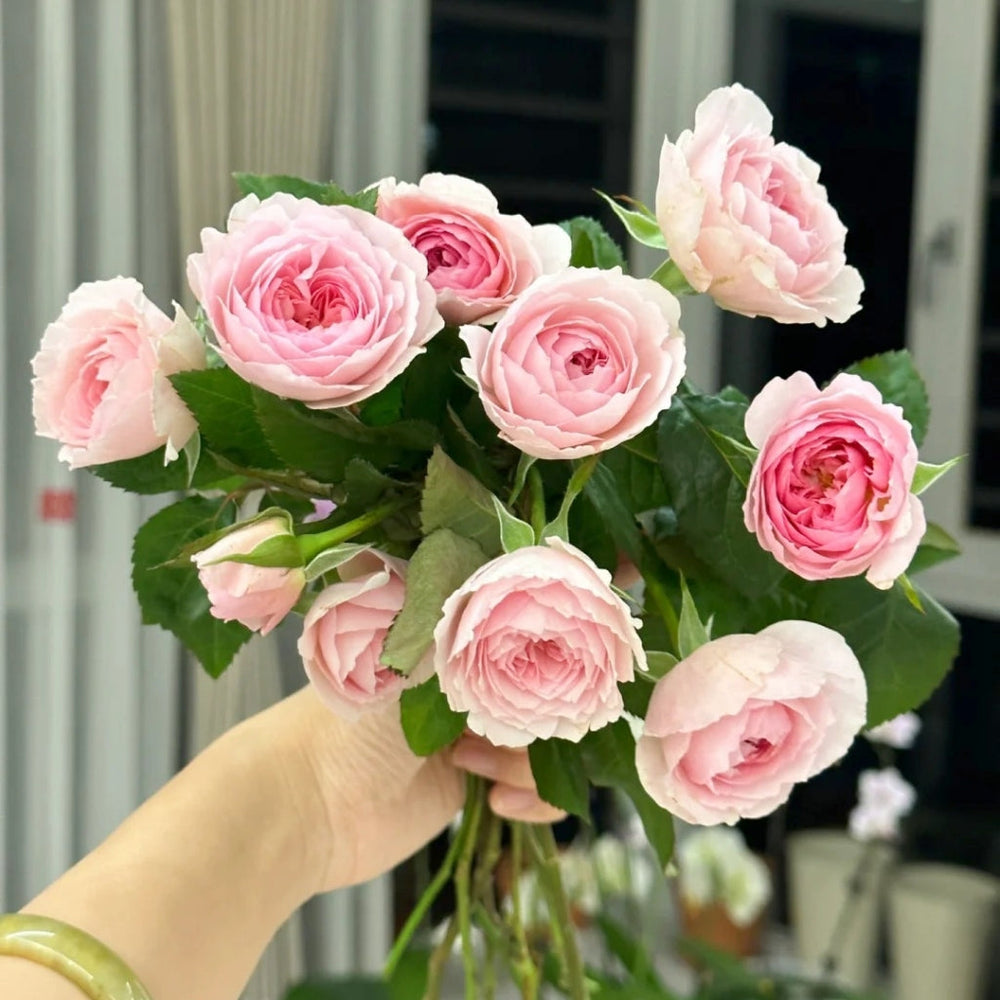 Silas Marner Rose