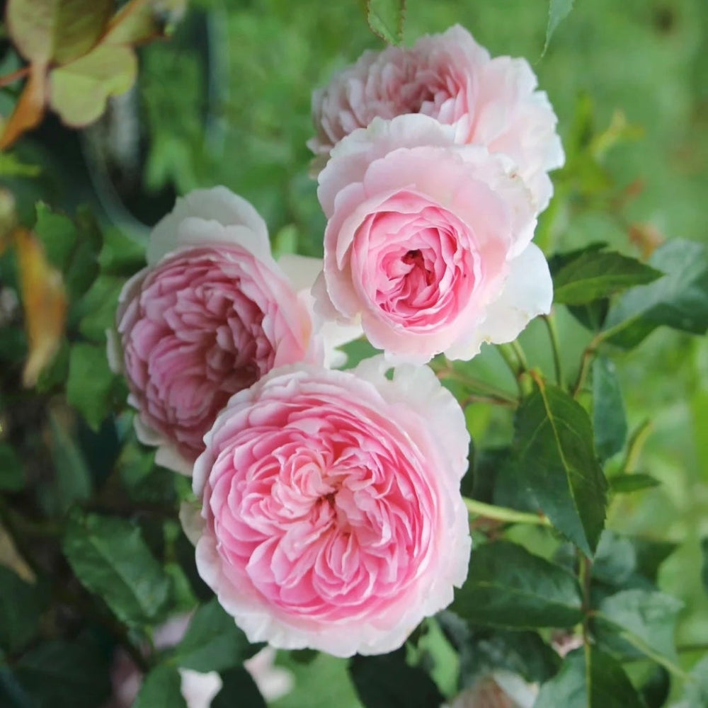 Silas Marner Rose