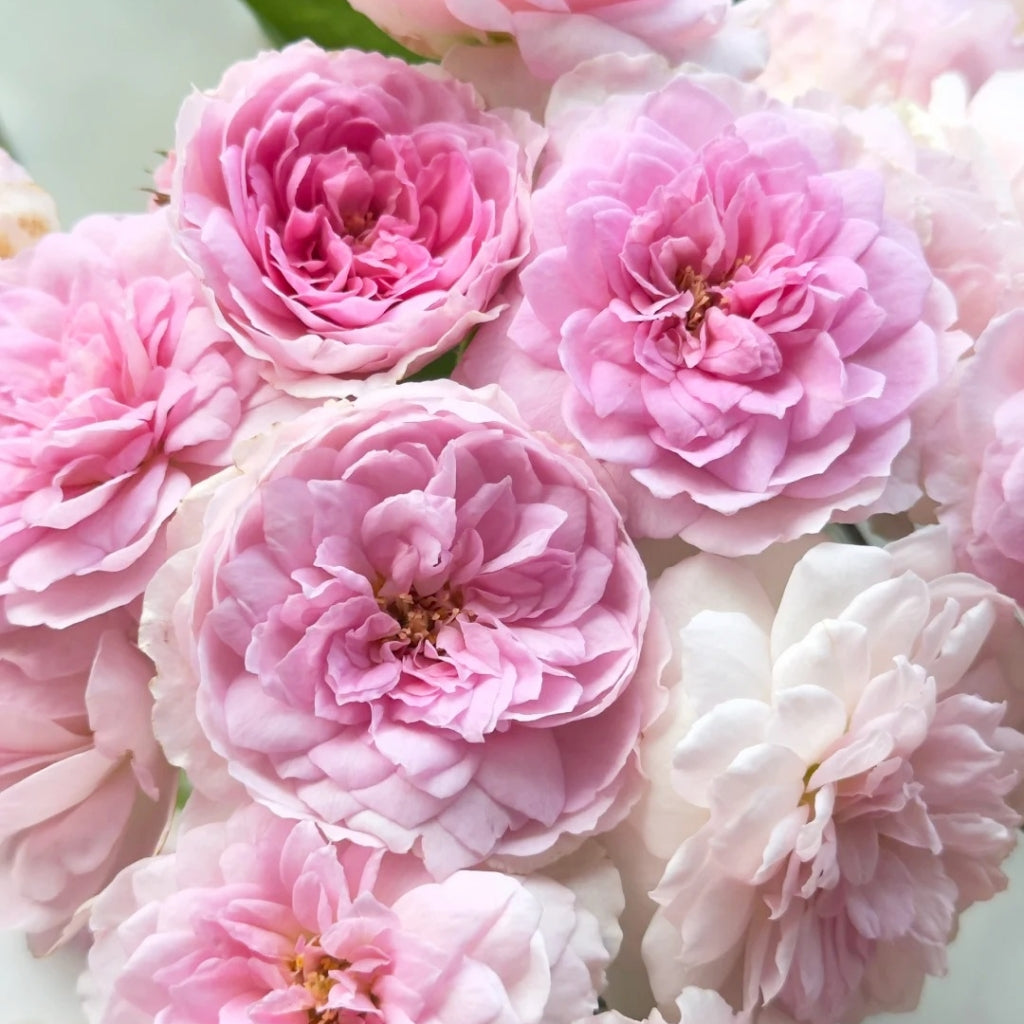 Silas Marner Rose