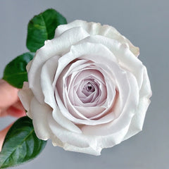 Silver Lining Rose