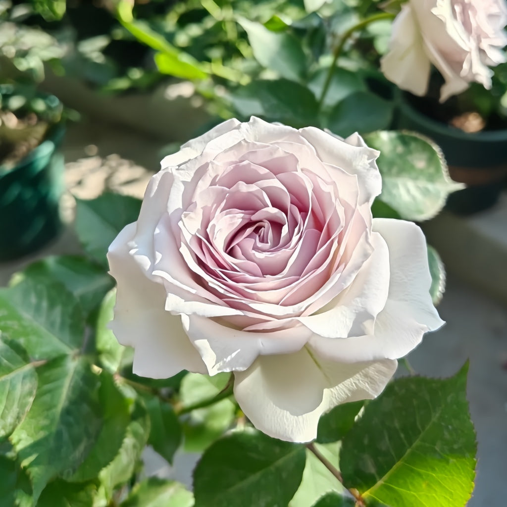 Silver Rain Rose